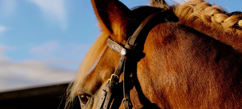 Image de l'article 5 erreurs à éviter avant l’achat d’un cheval 