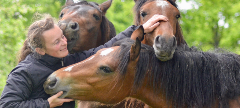 Image de l'article « Des poneys polyvalents et surtout de famille » le Haras d’Andaine