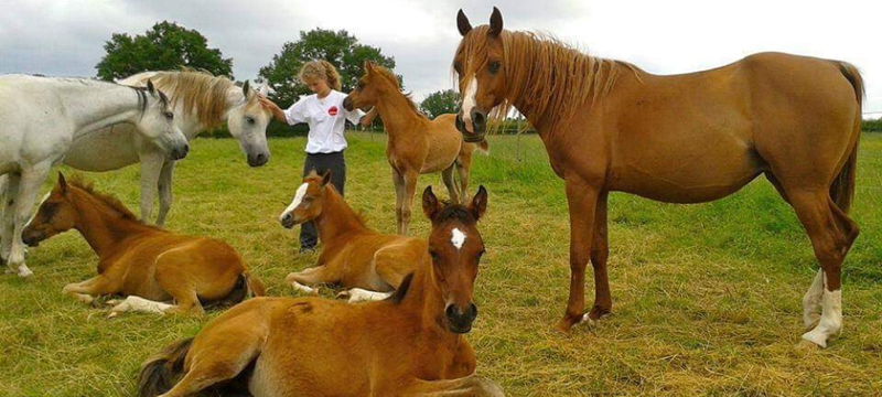 Image de l'article « Un cheval pur-sang arabe est très proche de l’Homme », Elssanne Arabians